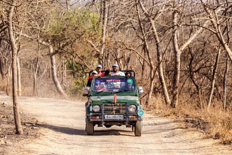 gg-lion-safari